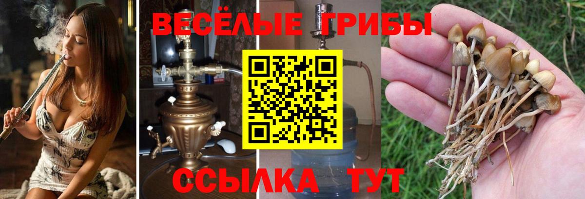 Рубцовск  Псилоцибиновые грибы мицелий  цена   Псилоцибиновые грибы Cubensis  Вход с VPN 
